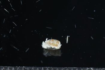 Media type: image;   Malacology 393732 Description: live specimen;